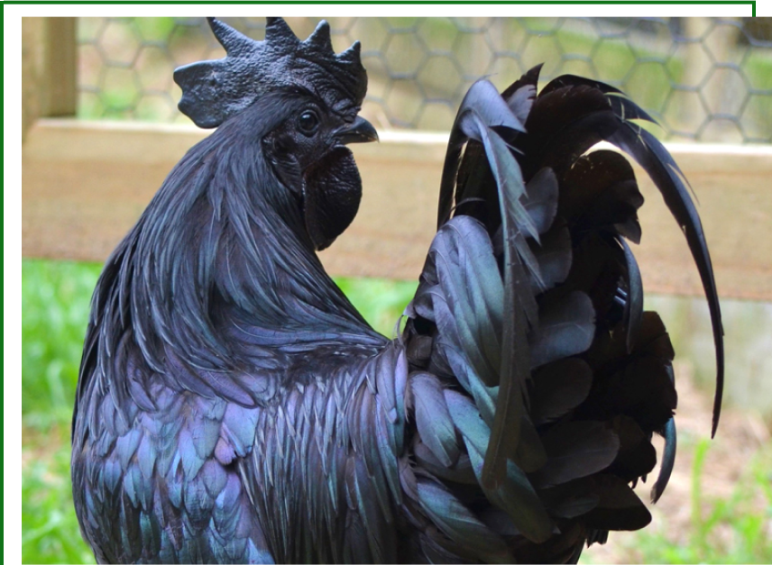 Colonial Wattlesburg Ayam Cemani Banner