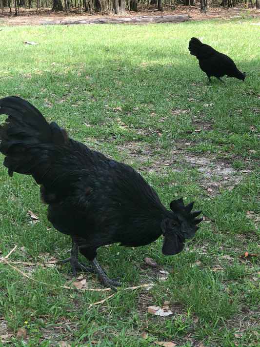 Ayam Cemani Colonial Wattlesburg
