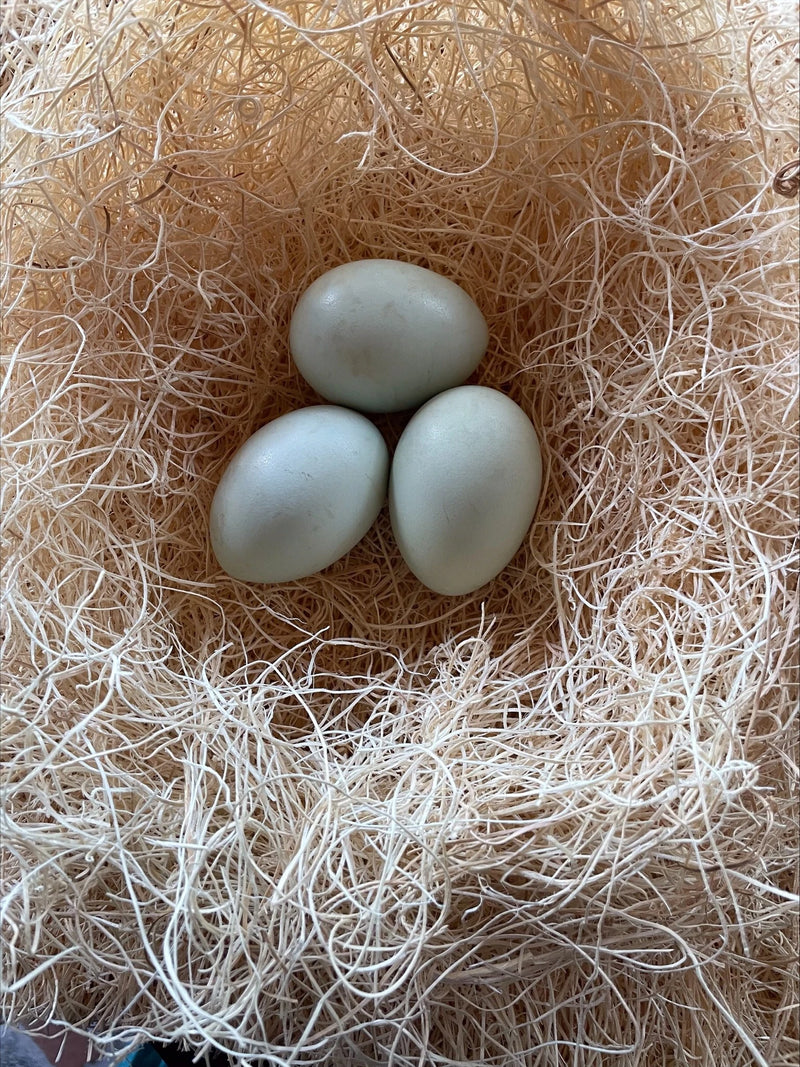 Lavender Ameraucanas Eggs Colonial Wattlesburg
