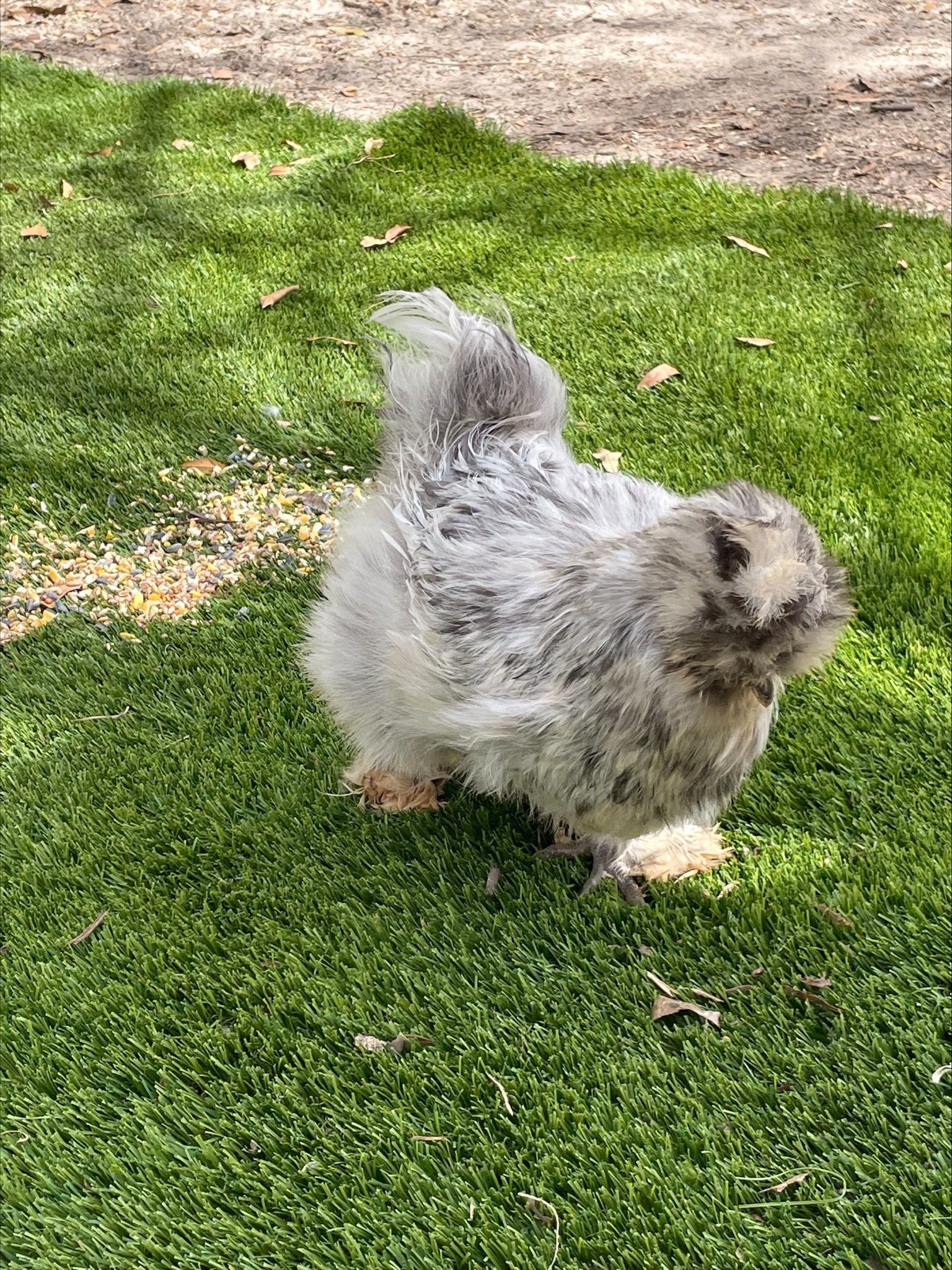 Lavender Silkies Colonial Wattlesburg