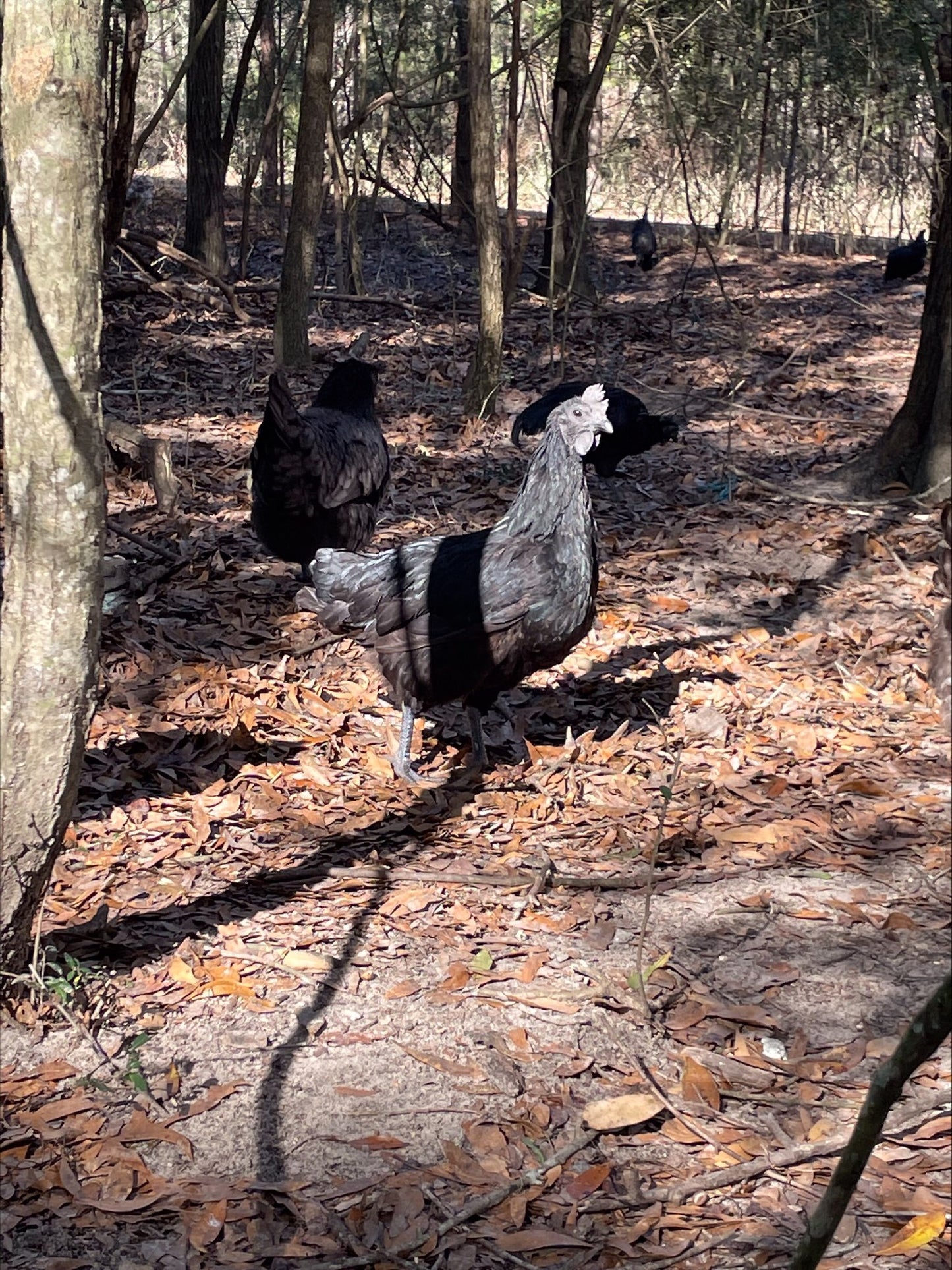 Ayam Cemani Colonial Wattlesburg