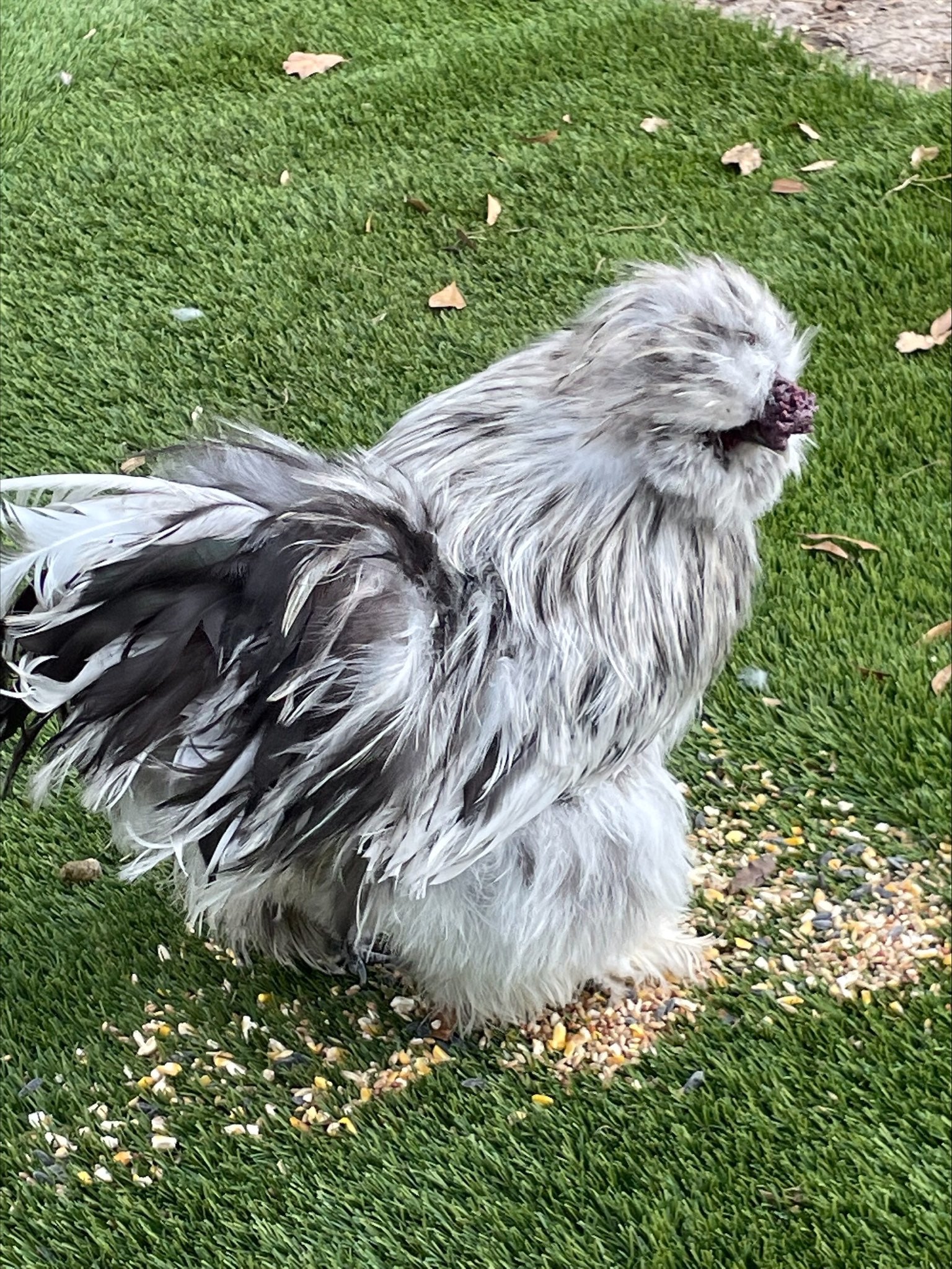 Lavender Silkies Colonial Wattlesburg