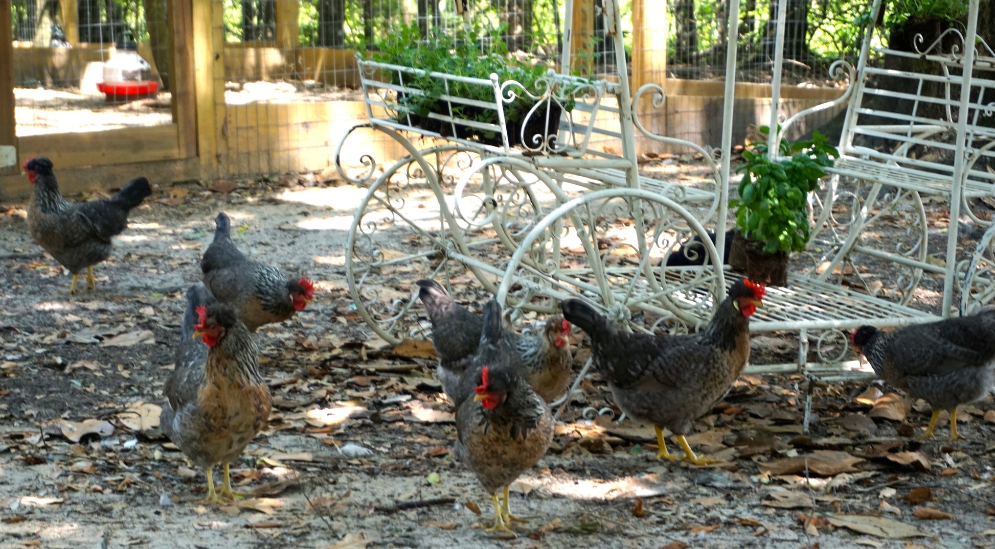 Ree’s Cream Legbar Hen Colonial Wattlesburg