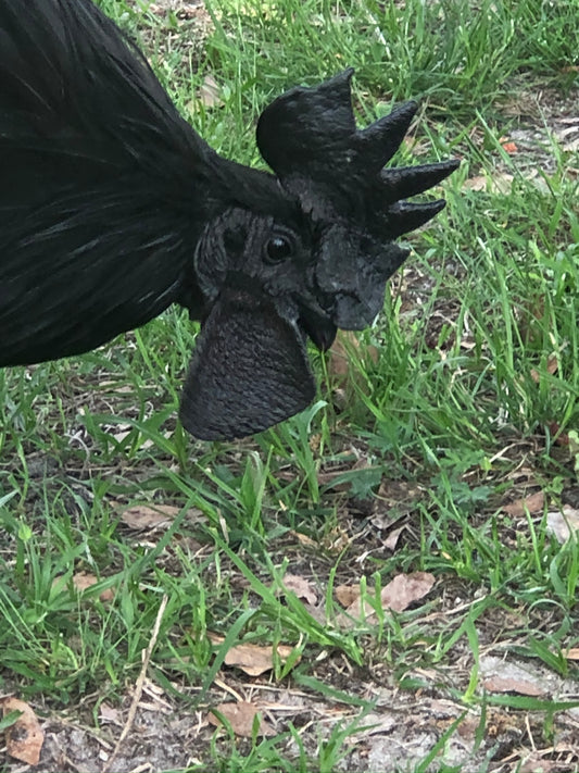 Ayam Cemani Colonial Wattlesburg