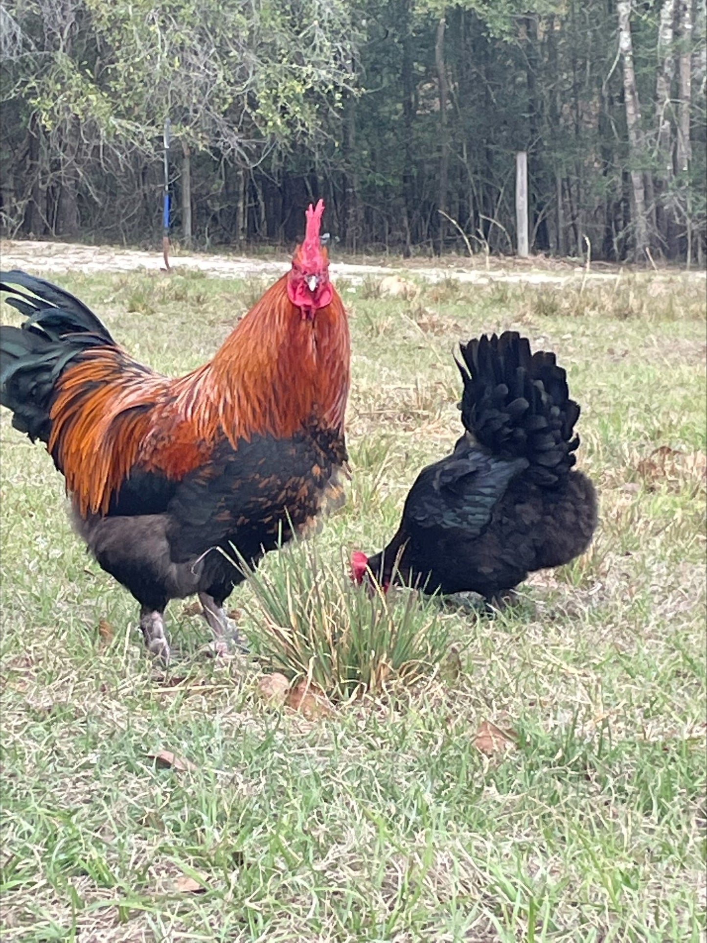 French Champion Black Copper Marans Colonial Wattlesburg