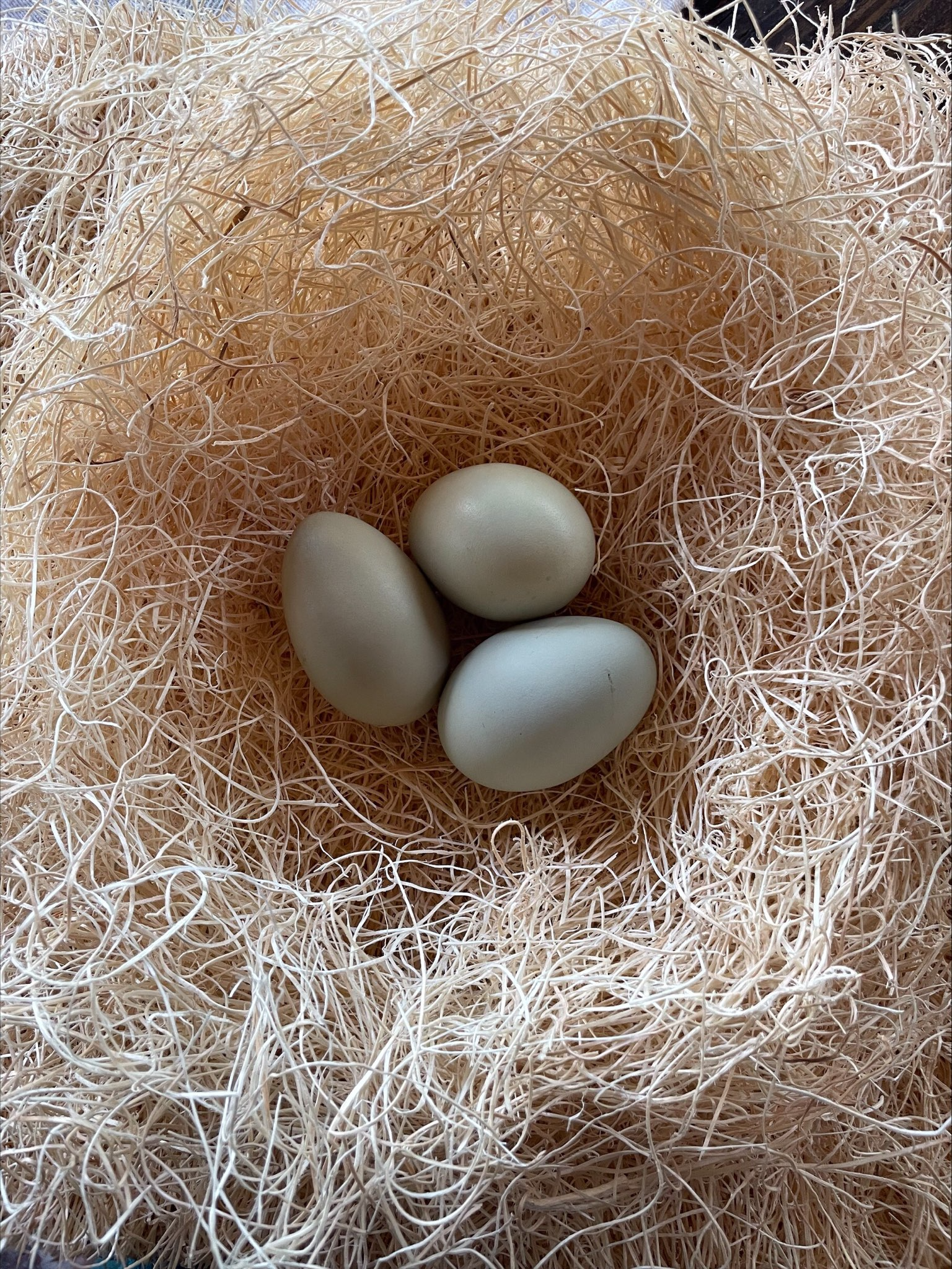 Ree’s Cream Legbar Hen Eggs Colonial Wattlesburg
