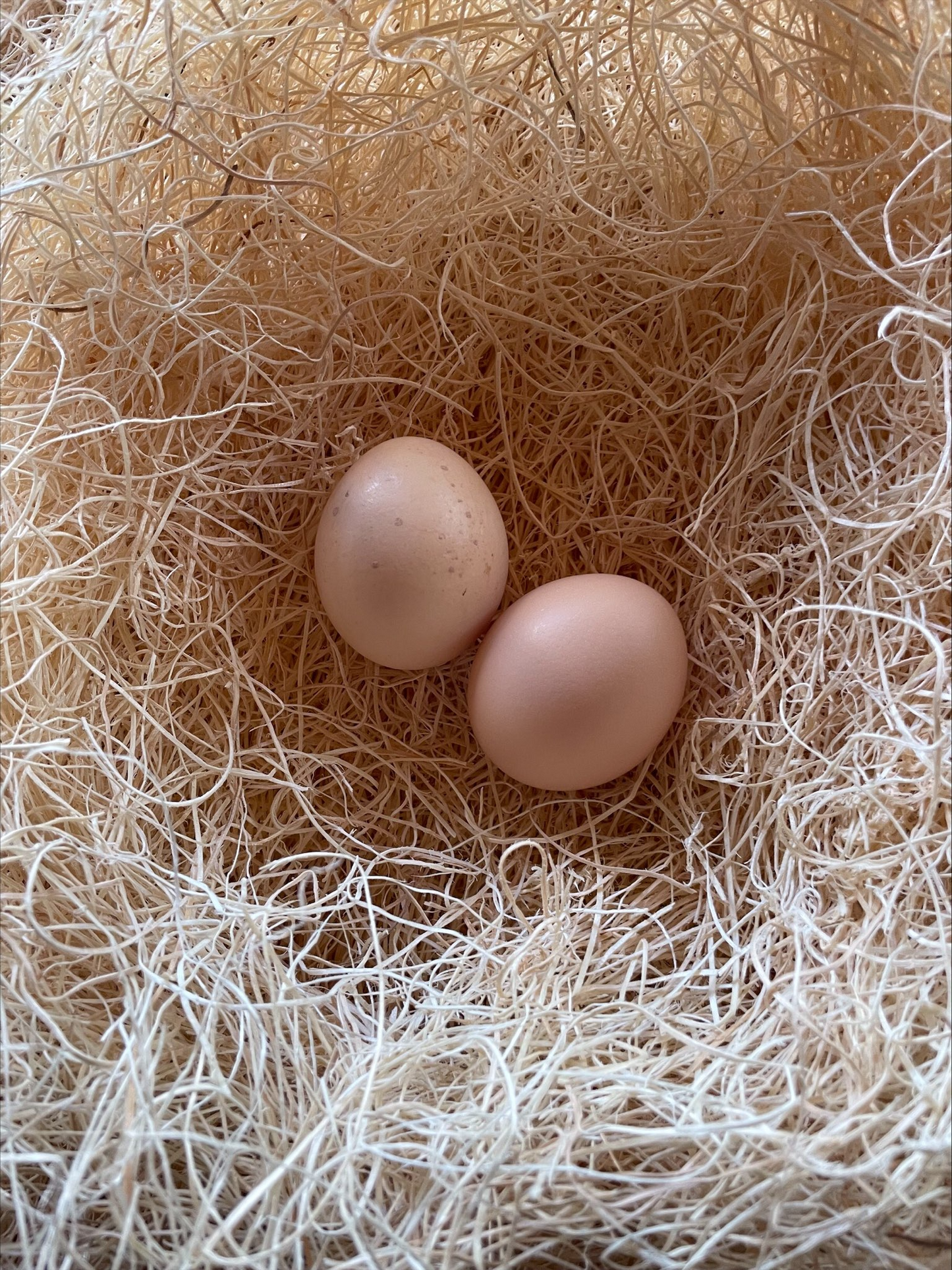 Chocolate Orpington Eggs Colonial Wattlesburg