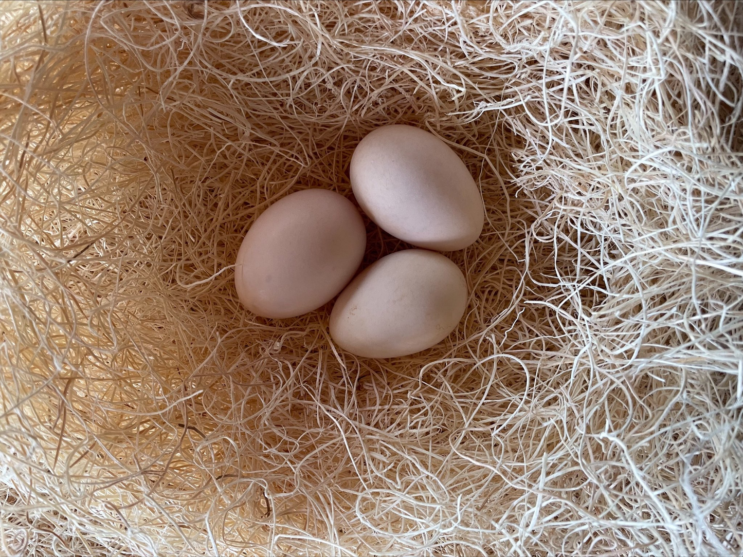 Malines Eggs Colonial Wattlesburg
