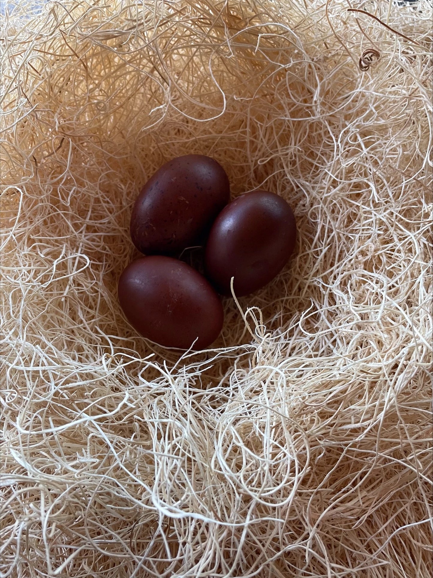 French Champion Black Copper Marans Eggs Colonial Wattlesburg