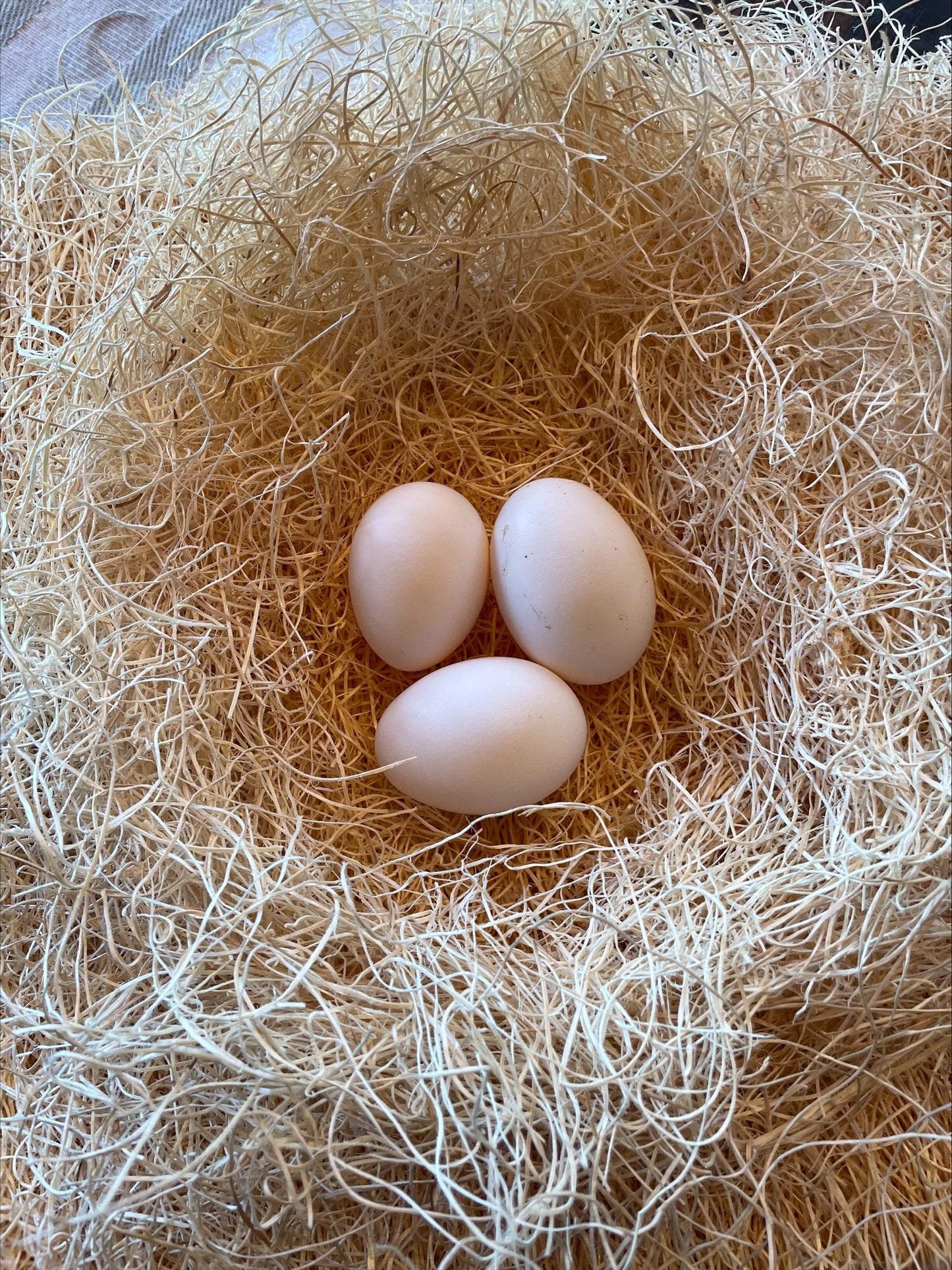 Tolbunt polish Eggs Colonial Wattlesburg