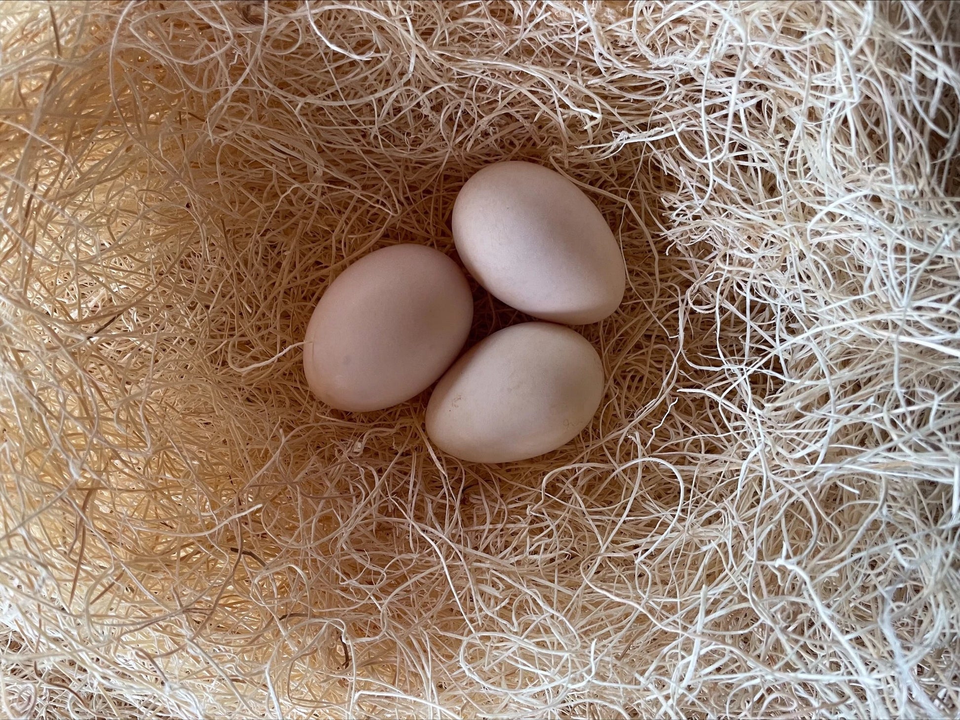 Pita Pinta Asturiana Eggs Colonial Wattlesburg