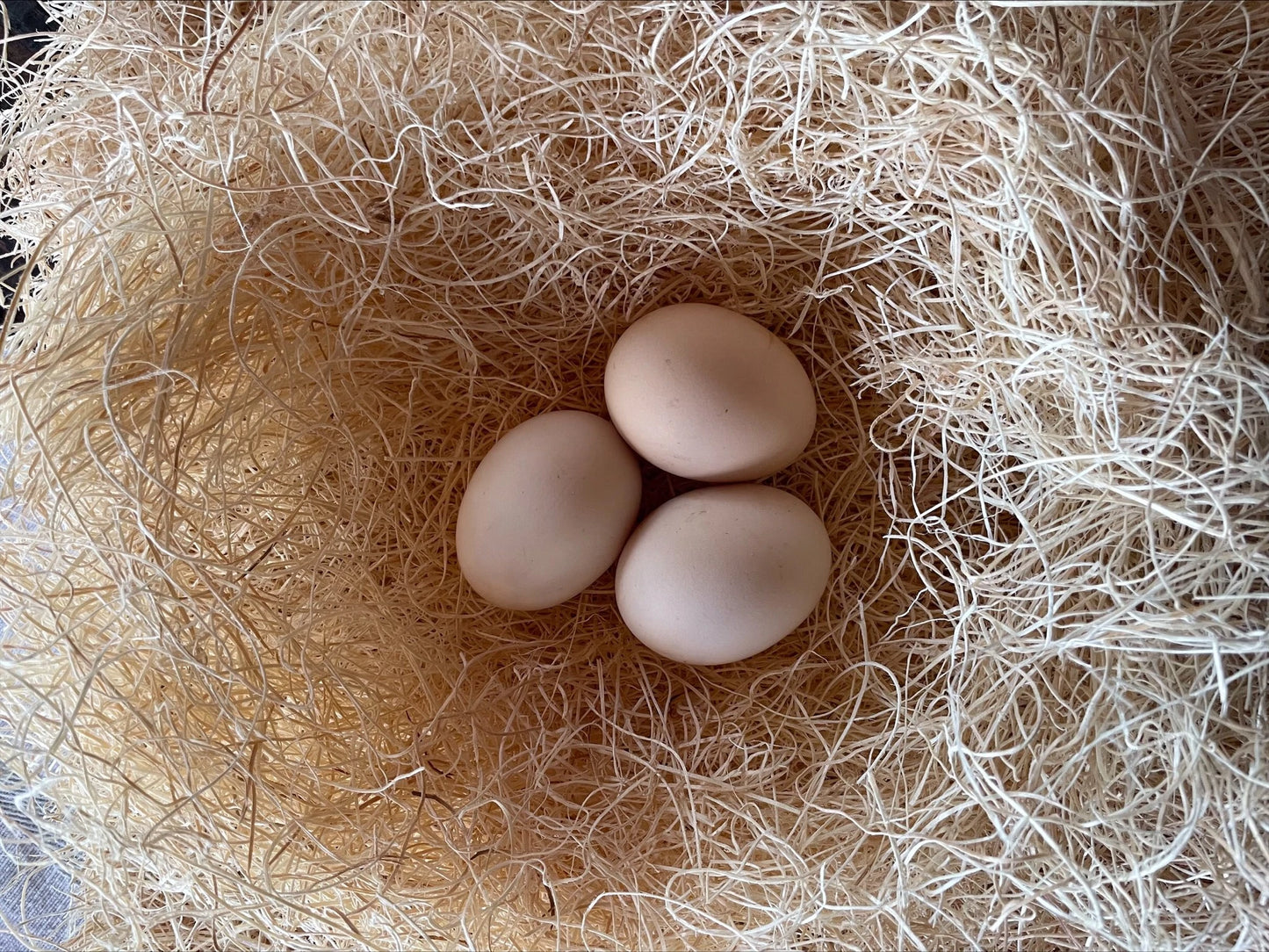 Lamona Eggs Colonial Wattlesburg
